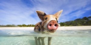 Bahamas, Isola dei Maiali, Pig Island (conosciuta anche come Pig Beach)