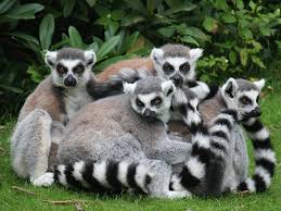 I lemuri del Madagascar