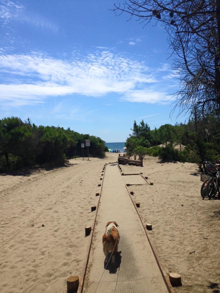 Al mare con cane, Tino in spiaggia