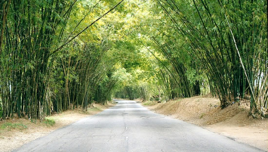 Bamboo Avenue Giamaica