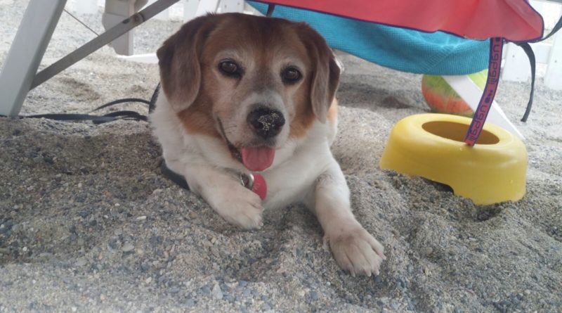 cane-mare tino