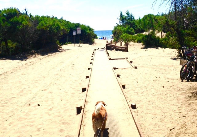 Vacanza con cane