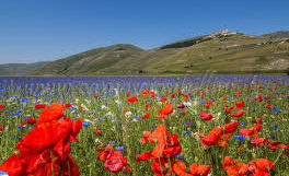 fioritura-castelluccio-lenticchie